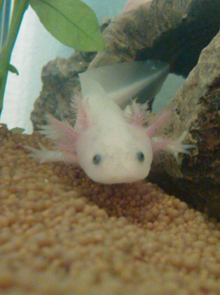 Axolotl Jungtiere (Weiß und Gold) - Amphibien - Paderborn
