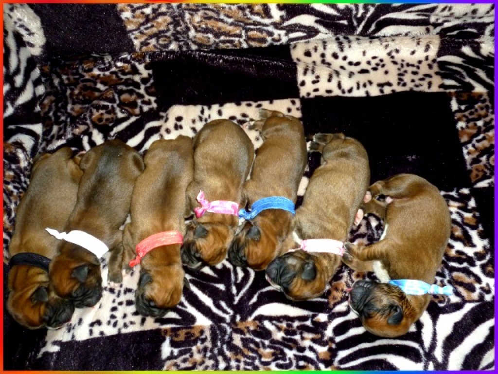 7 Wunderschöne Boxerwelpen - Hunde - Alicante