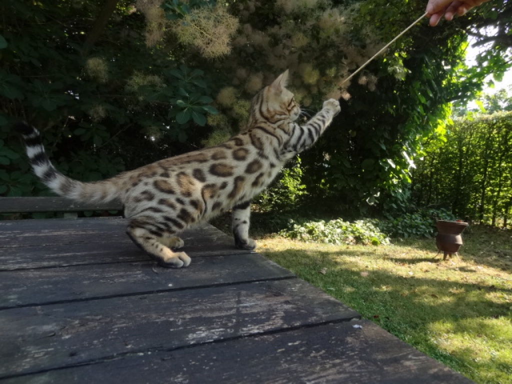 3 wünderschöne Bengal Kitten - Katzen - Mücheln Geiseltal