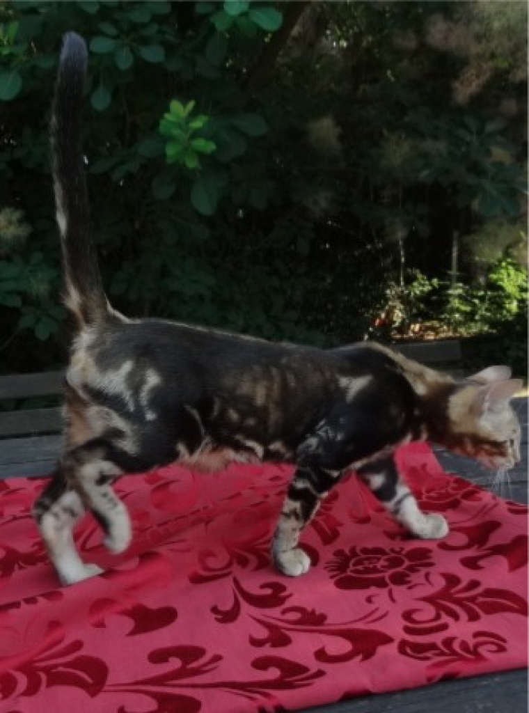 3 kleine Bengal Kitten zu verkaufen - Katzen - Mücheln Geiseltal