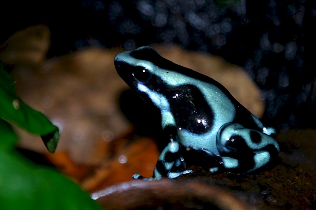 Suche günstig Phyllobates terribilis oder andere Dendrobates - Amphibien - Hamburg