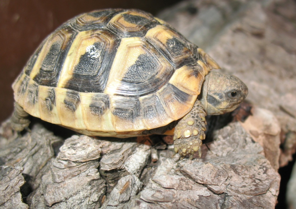 Landschildkröten Testudo hercegovinensis (Dalmatinische Landschildkröten) abzuge - Reptilien - Minden
