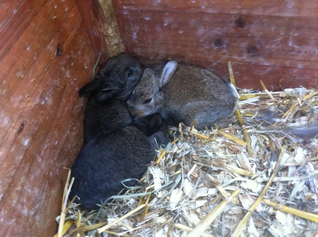 Kaninchenbabys zu verschenken - Nagetiere - Heiligenhaus