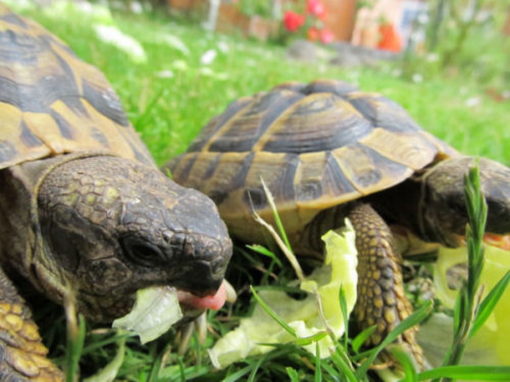 Griechische Landschildkröten (Thb) abzugeben - 2 Jahre alt - Reptilien - Essen