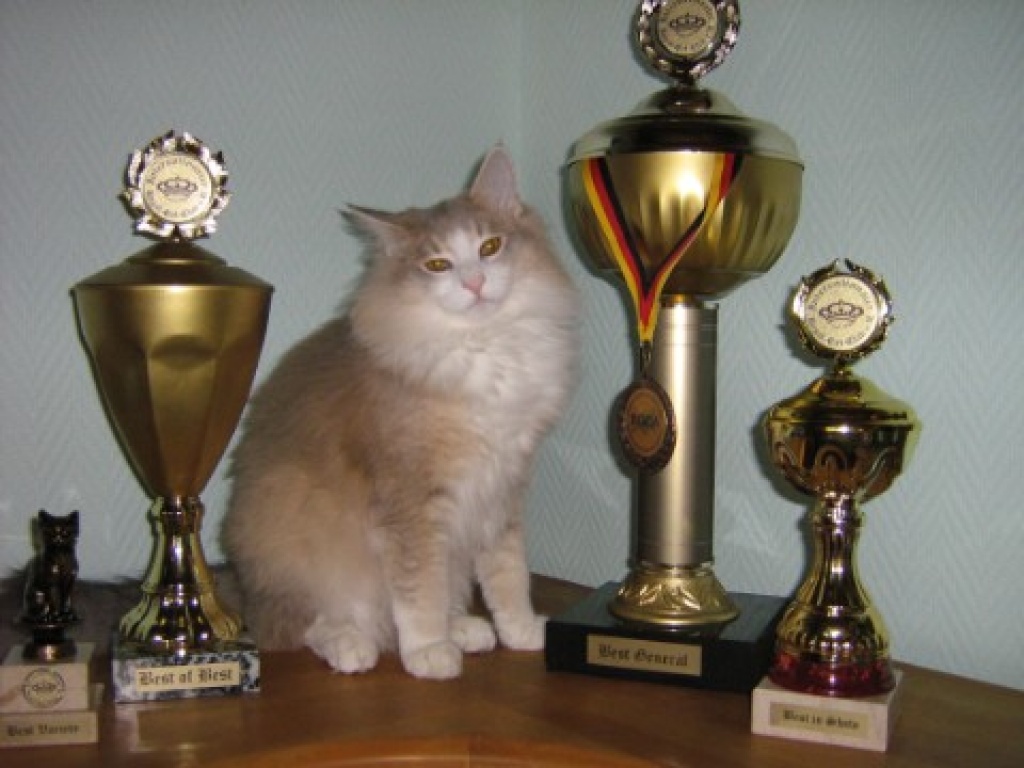 Norwegische Waldkatzen Babys traumhaft verschmusst ! - Katzen - Essen