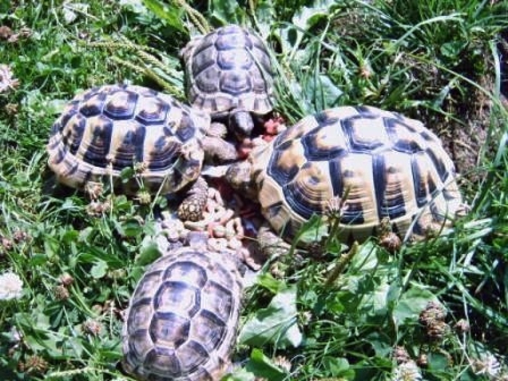 Landschildkröten in Not? - Reptilien - Chemnitz