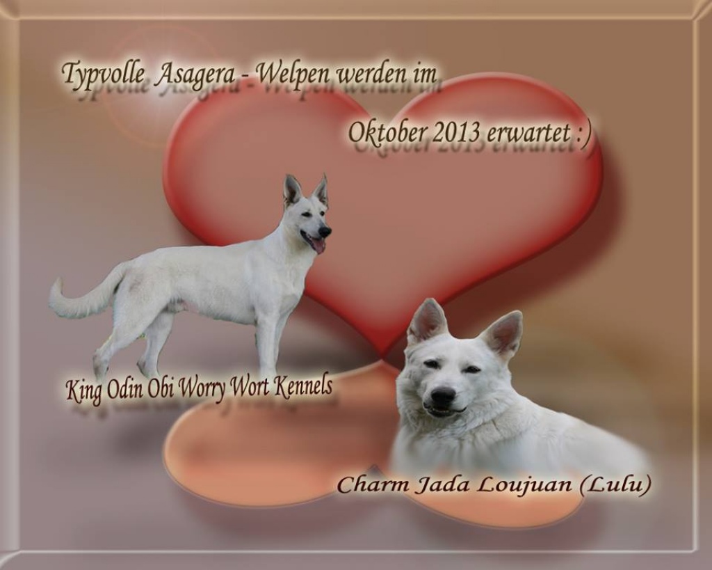 Welpenerwartung Anfan Oktober 2021 - Hunde - Ascheberg