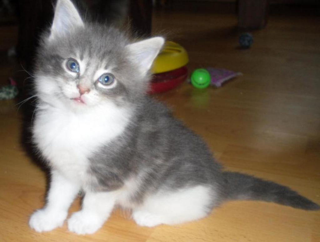 Norwegische Waldkatzen Babys aus NRW Essen 45279  traumhaft verschmusst in liebe - Katzen - Essen