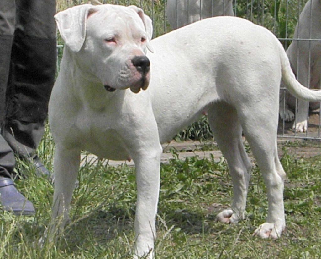 Dogo Argentino Welpen Wurfplanung Winter 2021/2014 - Hunde - Althüttendorf