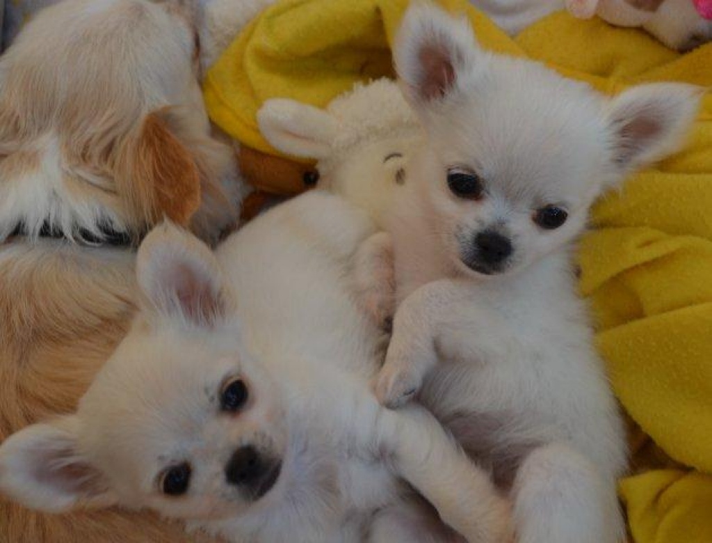 Kleinbleibende Reinrassige Chihuahua Rüden LH - Hunde - Frankfurt am Main