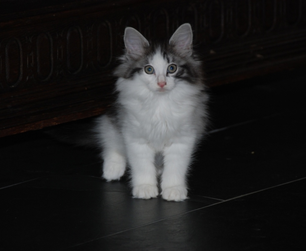 Du suchst schmusige Norwegische Waldkatzen Kitten? - Katzen - Langerwehe
