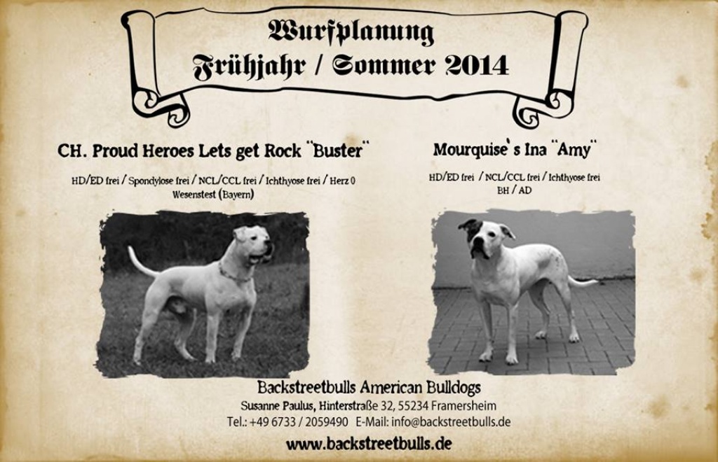 Backstreetbulls American Bulldogs Wurfplanung Frühjahr / Sommer 2021 - Hunde - Freimersheim