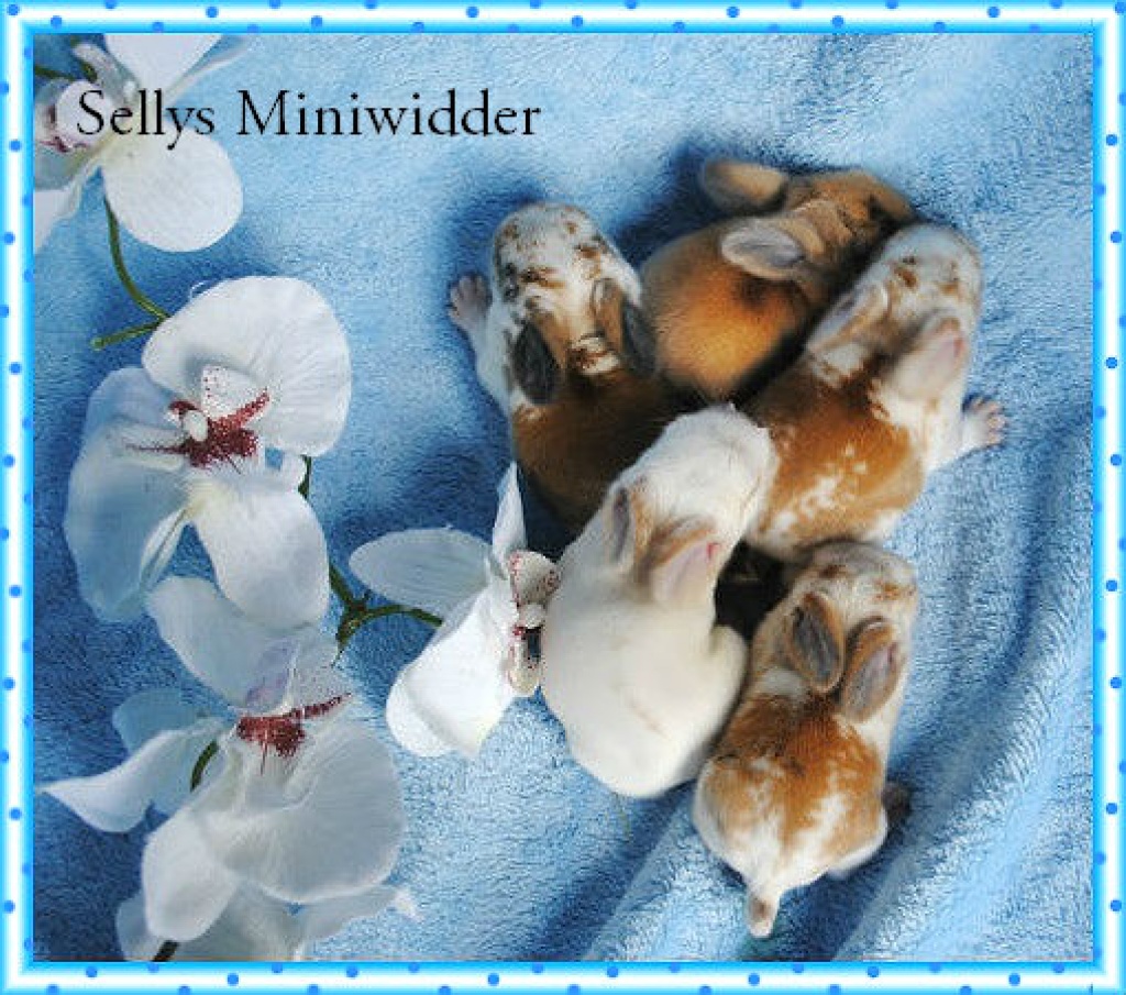 Bildschöne Miniwidderchen - Nagetiere - Passau