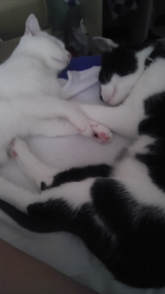 DRINGEND zwei Katzen abzugeben - Katzen - Großalmerode