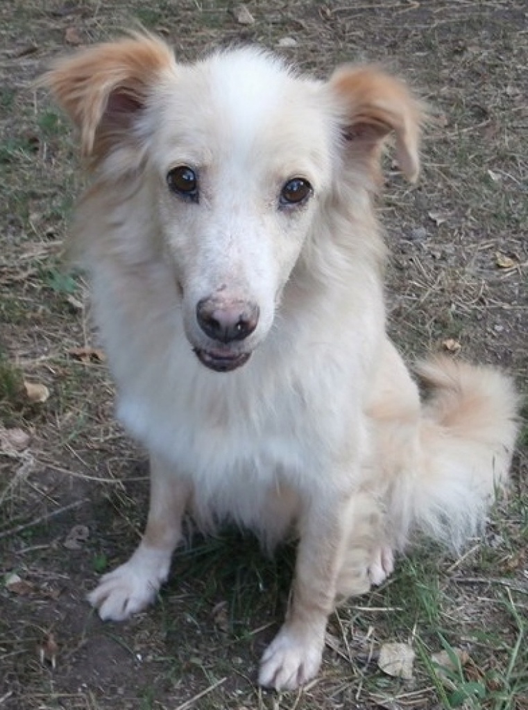 Flugpate für kleineren Italiener gesucht - Rom/München - Flugpaten - Schalkham