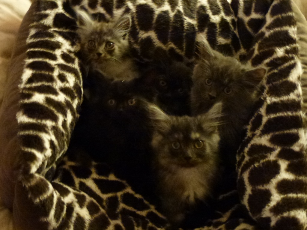 Sehr verschmuste wunderschöne Maine Coon Kitten in liebevolle Hände abzugeben! - Katzen - Dresden