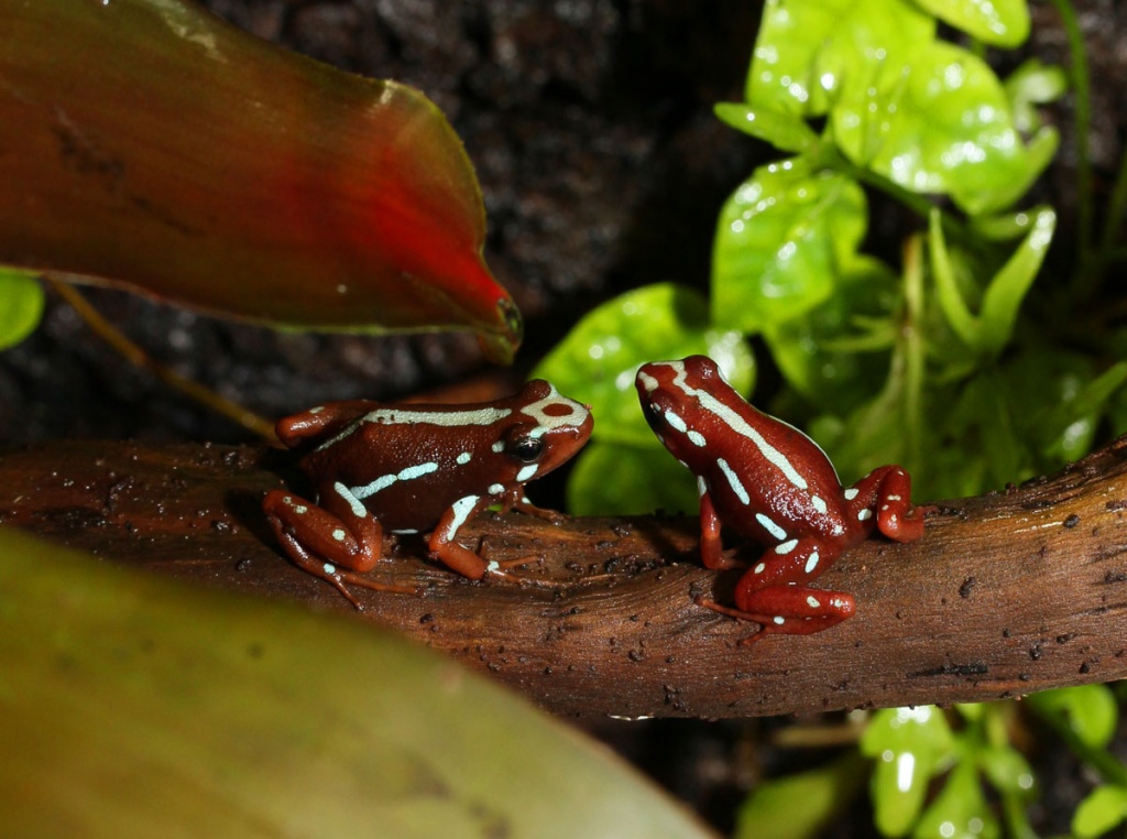 Biete Epipedobates anthonyi - tricolor - Amphibien - Eisenheim