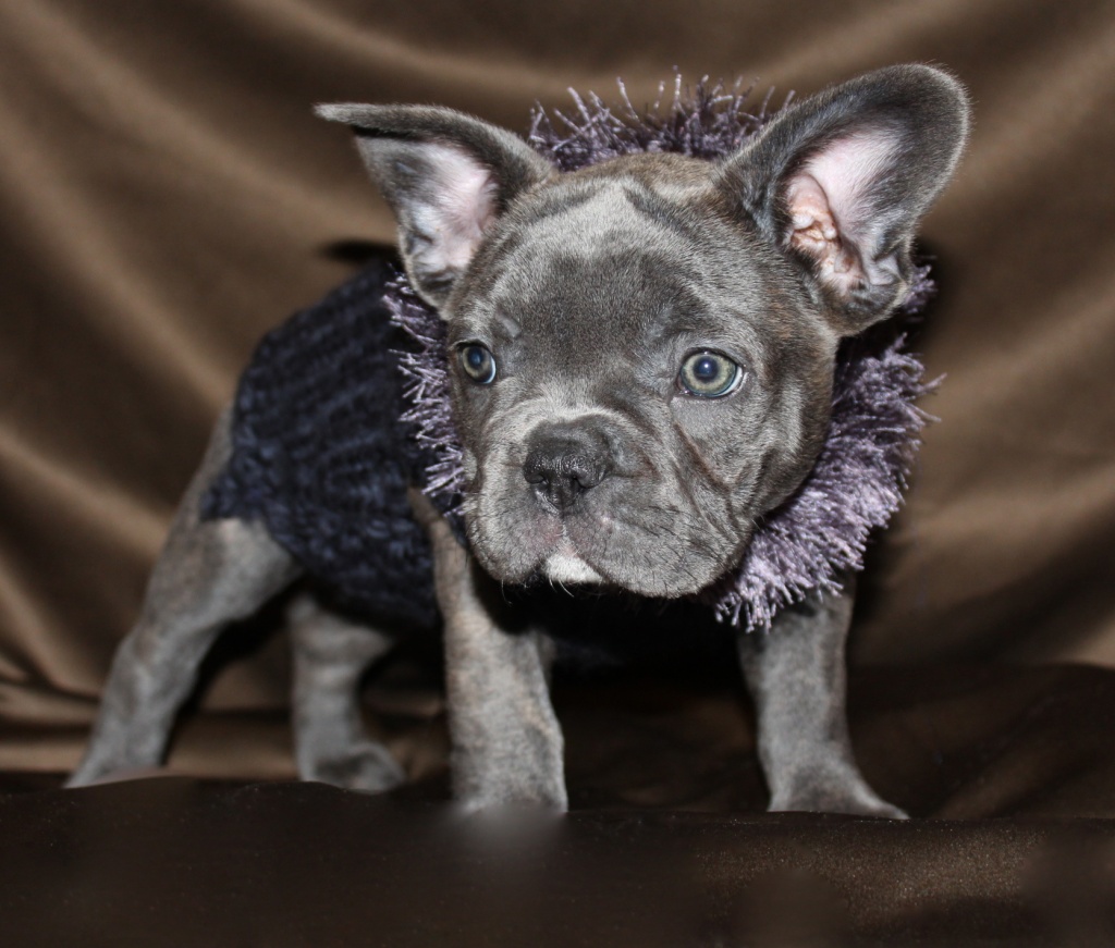 Exclusive Französische Bulldoggen in blau - Hunde - Haselünne