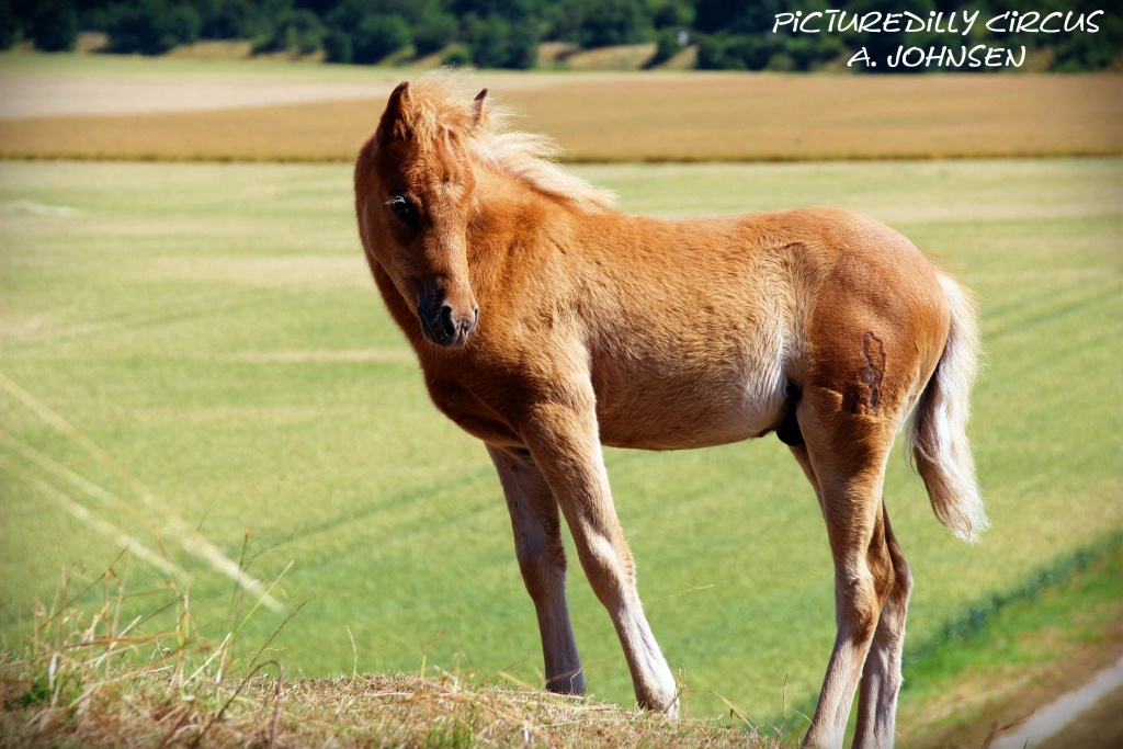 Elegantes Classic-Pony Hengstfohlen abzugeben ! - Pferde - Liebenburg