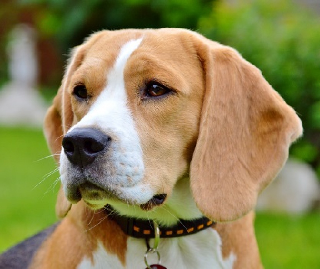 Beaglewelpen Rr. m. Ahnentafel - zweifarbig/bicolor tan&white - - Hunde - Gunzenhausen