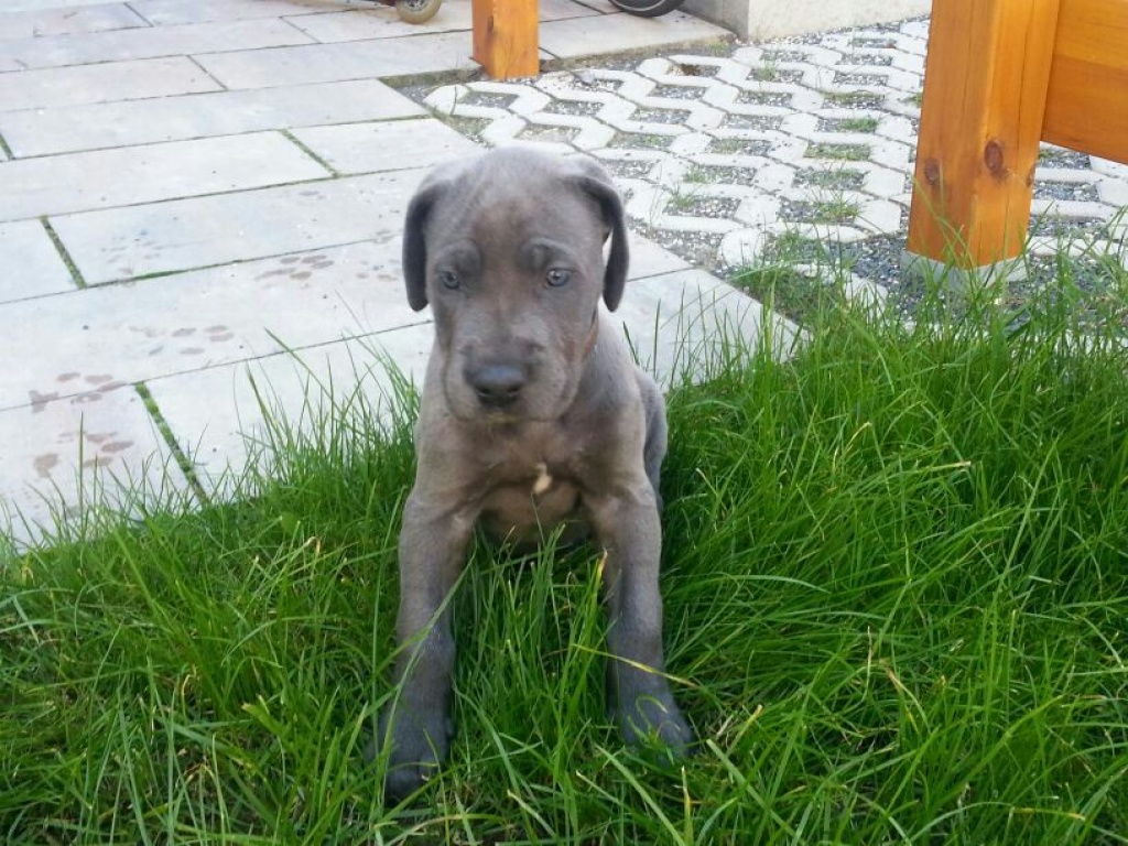 Doggenwelpen blau - Hunde - Roßtal