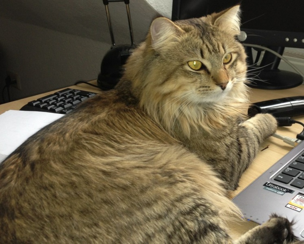 Vermisse meine Kater Leo - Entlaufen Zugelaufen - Bonn