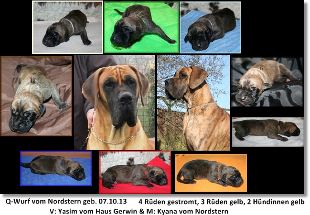 Deutsche Doggenwelpen gelb & gestromt  Dt. Doggen vom Nordstern - Hunde - Aschendorf
