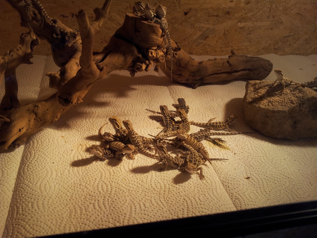 Pogona Vitticept (rot-gelb) - Reptilien - Wernigerode