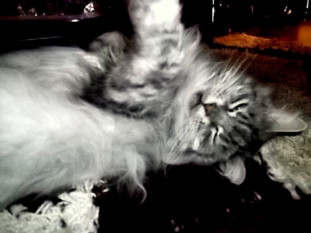 Maine Coon Schmusekätzchen Mia sucht liebevolles Zuhause - Katzen - Thaleischweiler Fröschen