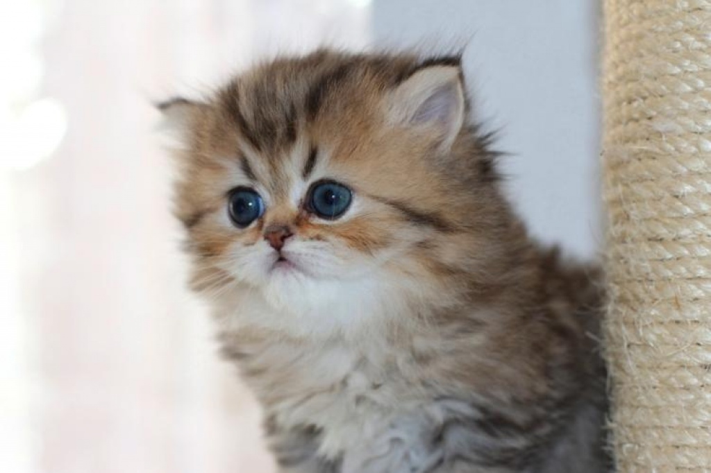 Persisch Kätzchen zum Verkauf - Katzen - Saarbrücken