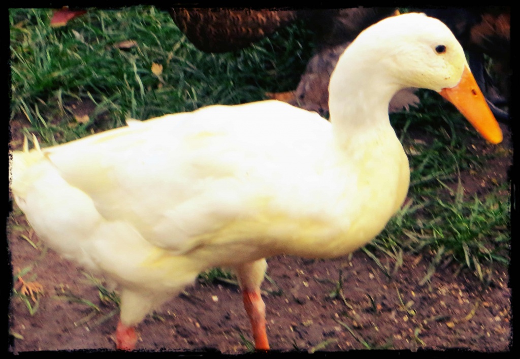 Erbsgelbe Laufenten - Nutztiere - Haltern am See