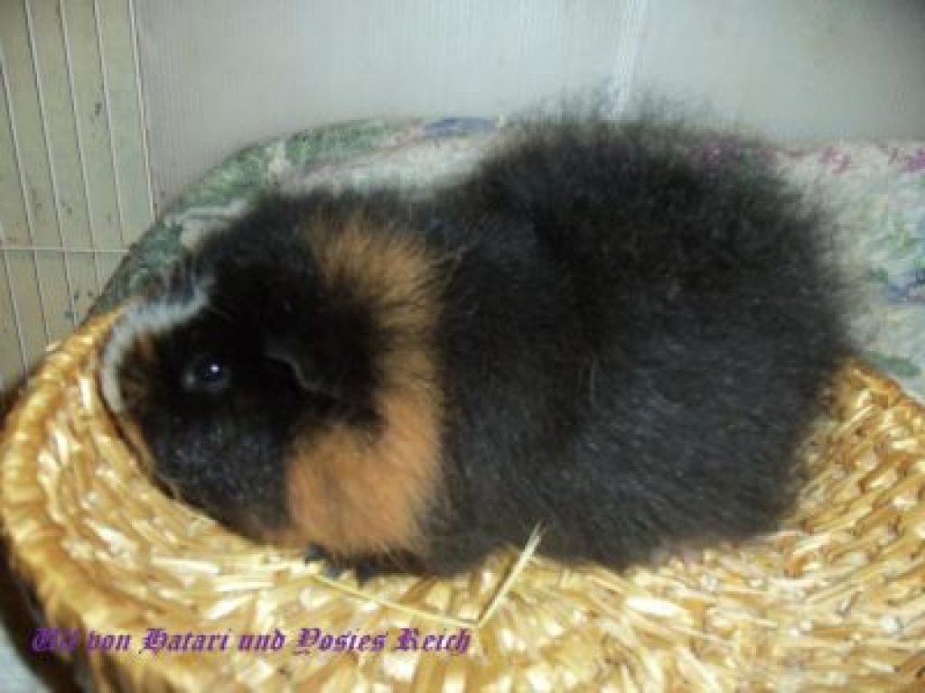 Schweizer Teddy Hobbyzucht hat noch 2 Böckchen Abzugeben - Nagetiere - Wollersleben