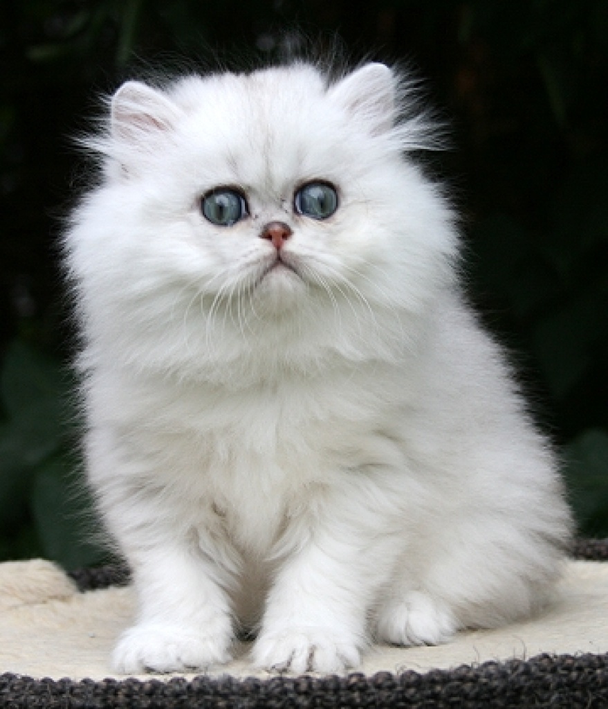 Perserbabys - Katzen - Bünde