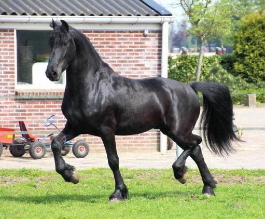 Schwarz Super friesian Wallach Pferd zu verkaufen - Pferde - BADEN-WURTTEMBERG, MANNHEIM