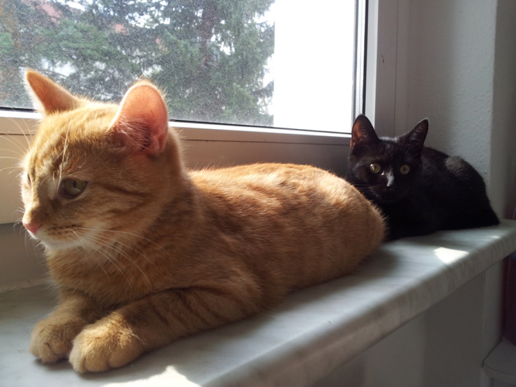 Zwei süße Kater suchen ein neues Zuhause! - Katzen - Dresden