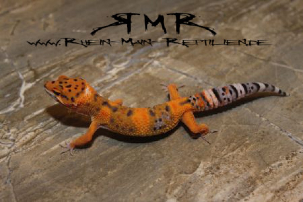 Sehr schöne Leopardgeckos und Kronengeckos abzugeben. - Reptilien - Neu Isenburg