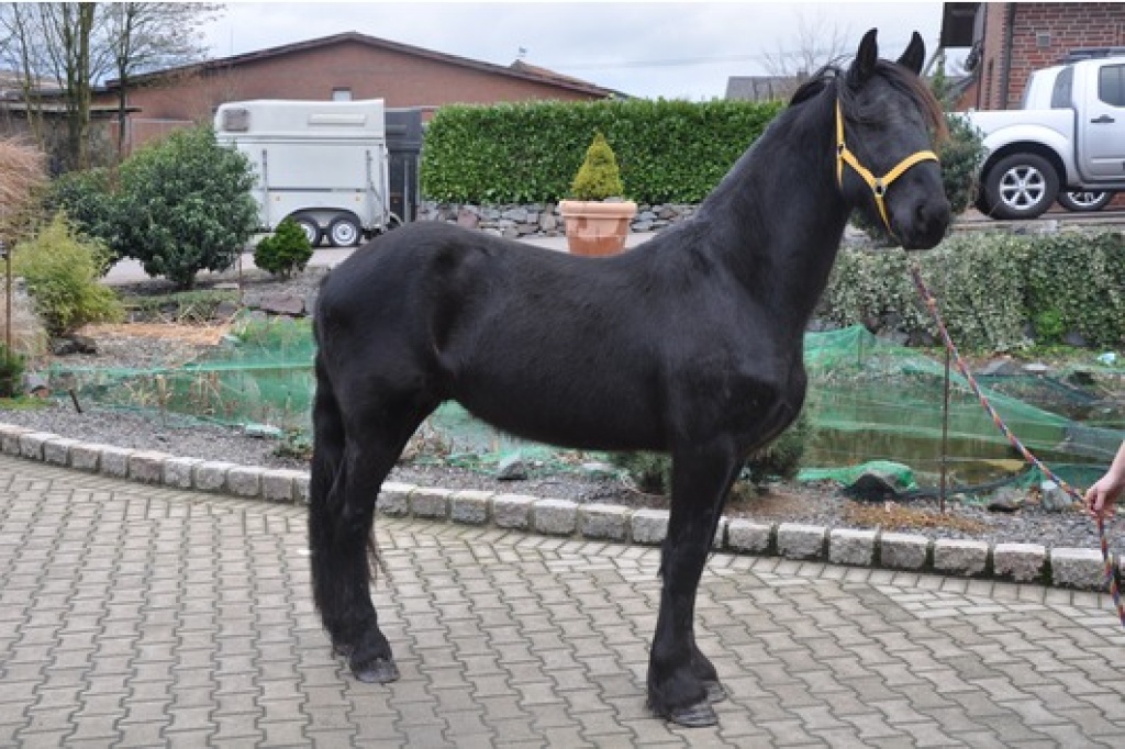 4 jahre alt Friese wallach für Dressage - Pferde - Hamburg