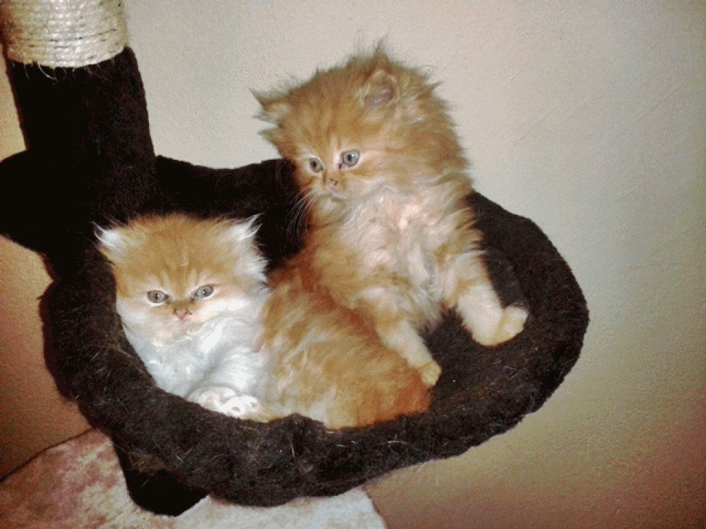 Rote Perserbabys m. P. suchen neue Katzeneltern - Katzen - Bad Oeynhausen