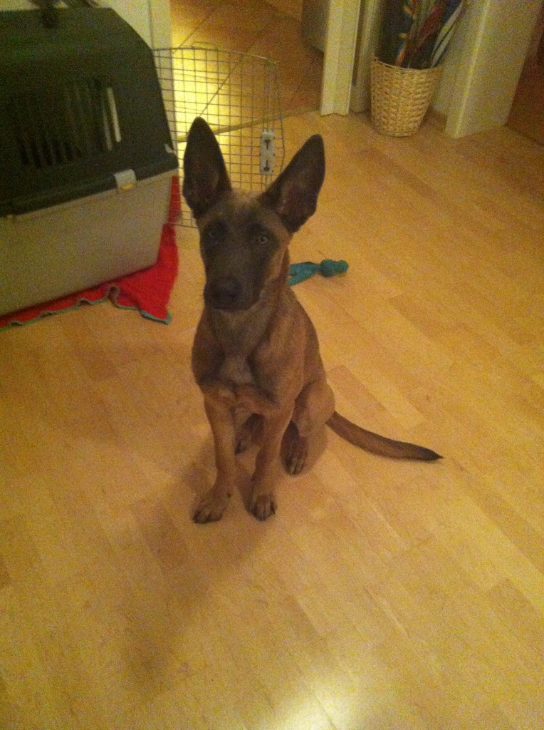 6 Monate alter Mali sucht neues Zuhause - Hunde - Wiesbaden
