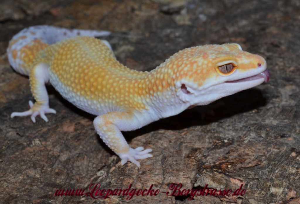 Leopardgeckos abzugeben - Reptilien - Bensheim