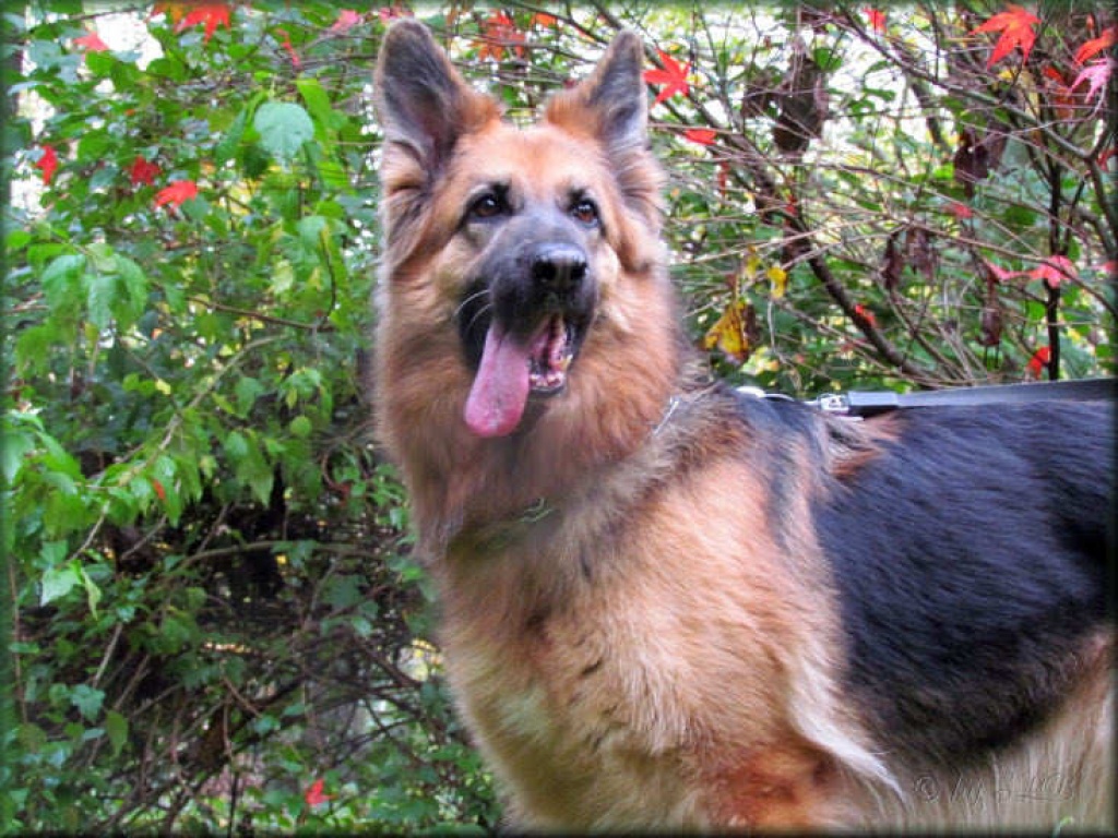 Altdeutsche Schäferhündin - Hunde - Mönchengladbach