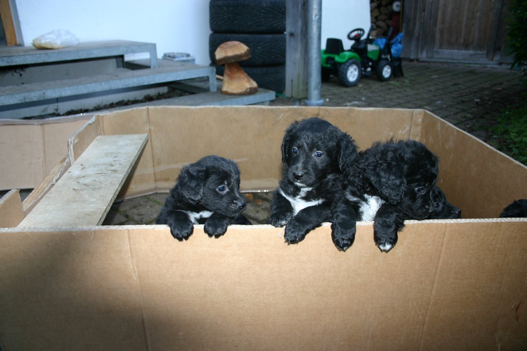 Mischling Welpen - Hunde - Tutzing