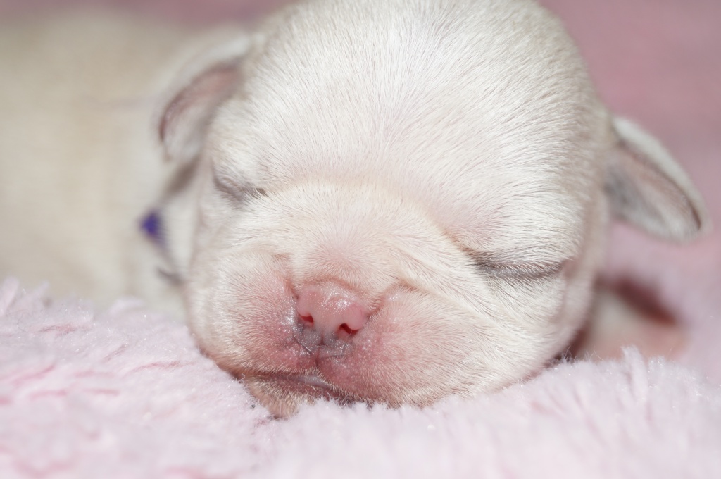 Weiße, schwarze und silber-weiße Mopswelpen mit Nase abzugeben - Hunde - Perscheid