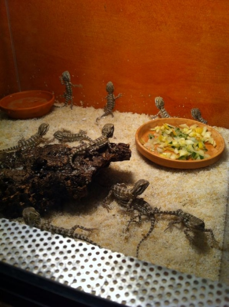 Süße Zwergbartagamenbabys abzugeben - Reptilien - Niederzier