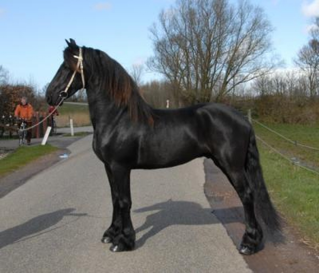 Friesisches Pferd für ein neues Zuhause - Pferde - frankfurt
