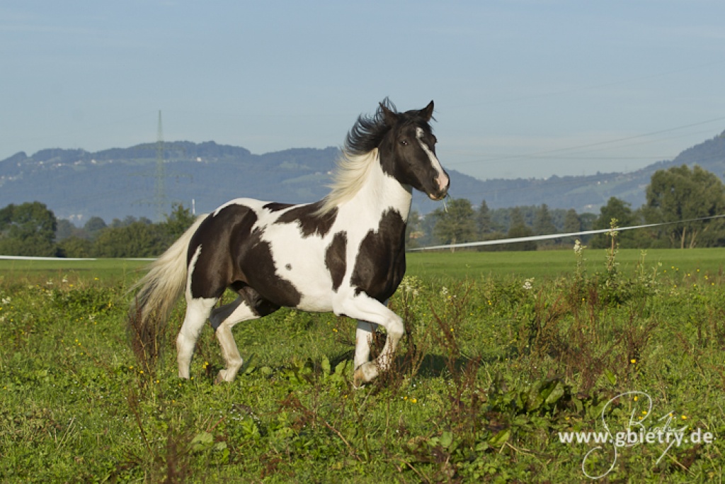Freizeitpferd - Pferde - Höchst /Vorarlberg Österreich
