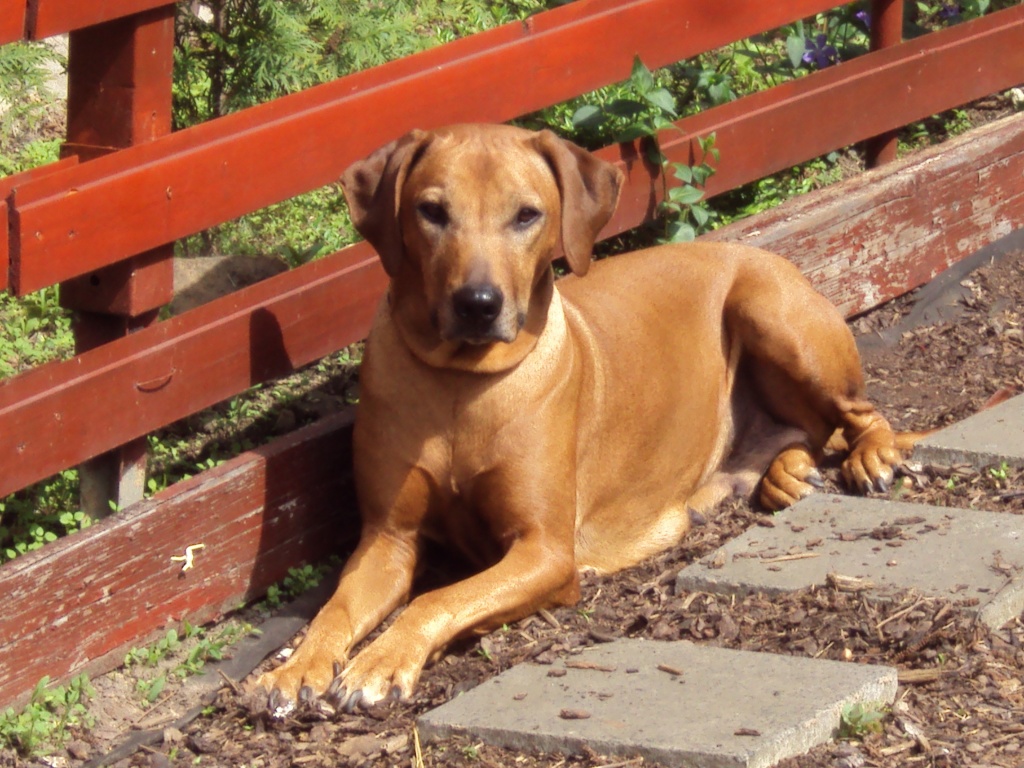 Wurfankündigung von kleinen Gücksridgis für Silvester 2021/2014 !! - Hunde - Söhrewald
