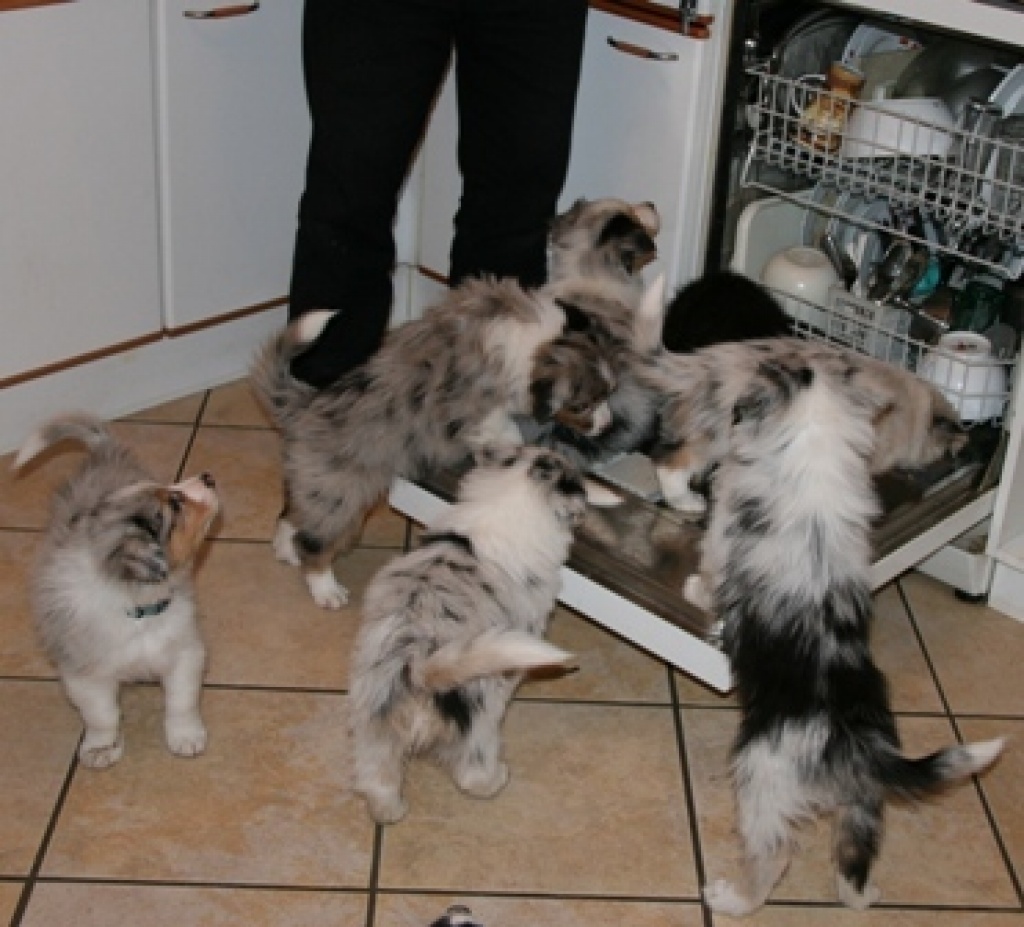 Traumhafte Australian Shepherd Welpen mit-Pap - Hunde - Meschede