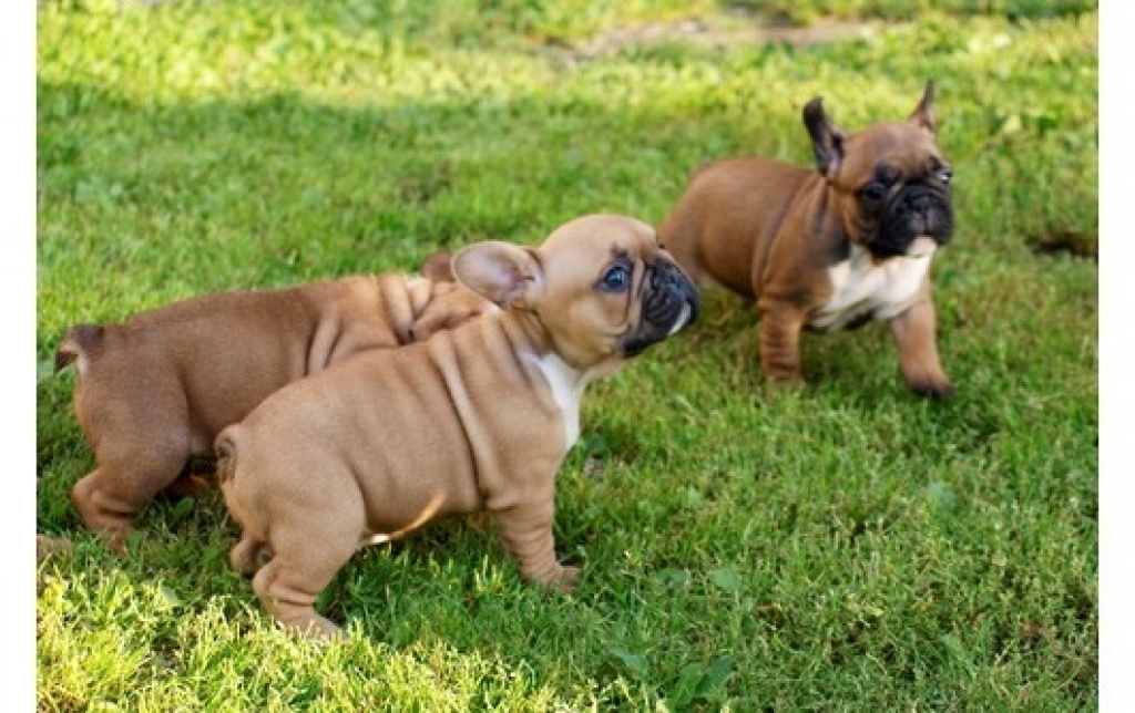 Süße weihnachten französische bulldoggen welpen - Hunde - Lippstadt