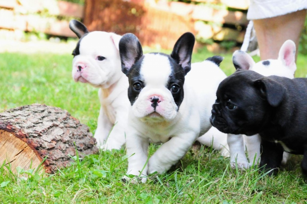 Französische Bulldoggen Welpen - abgabebereit - Hunde - Bad Salzuflen